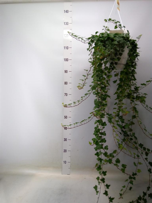 <h4>Hedera helix 'Wonder'</h4>