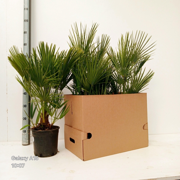 <h4>CHAM HUMILIS</h4>