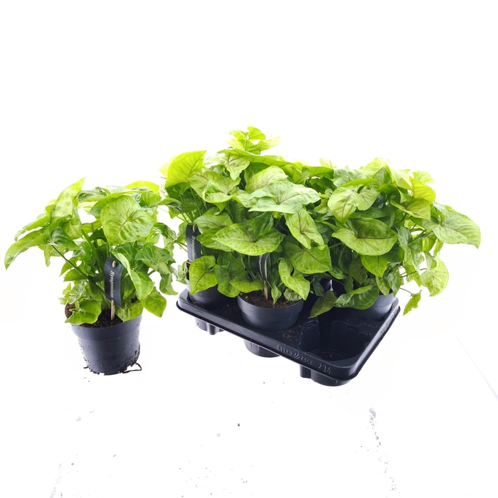 <h4>SYNG GOLDEN ALLUSION</h4>