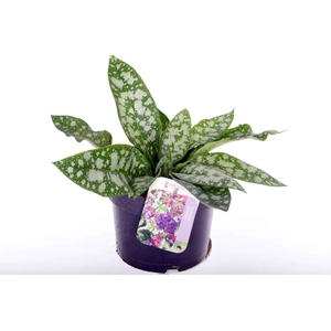 Pulmonaria longifolia Majest�