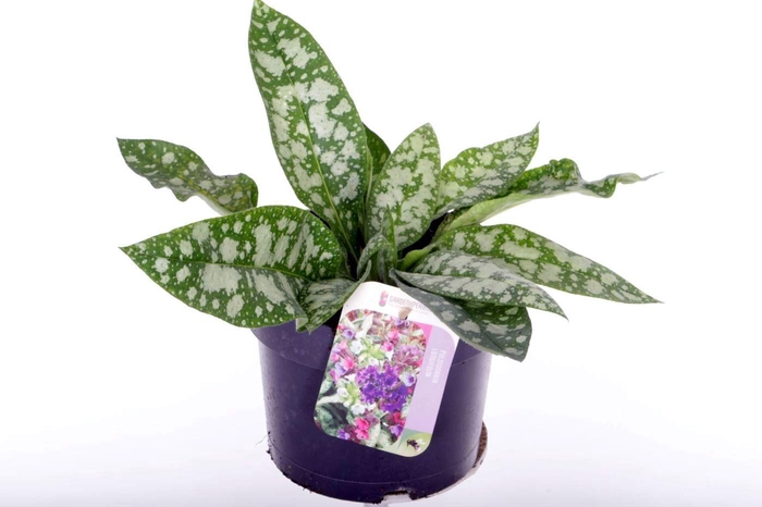 <h4>Pulmonaria longifolia Majest�</h4>