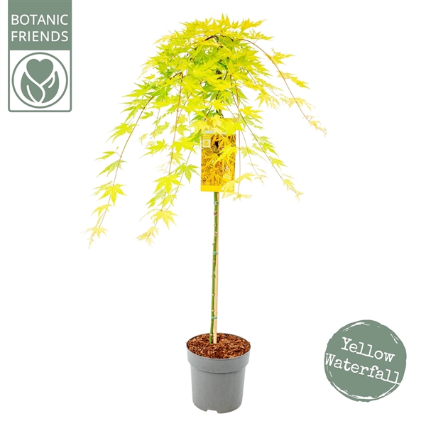 <h4>Acer palm. 'Cascade Citrine' ®</h4>