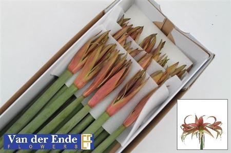 <h4>Hipp (m) Cy Tango</h4>