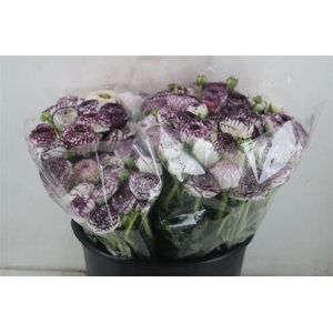 Ran Elegance Cappucino