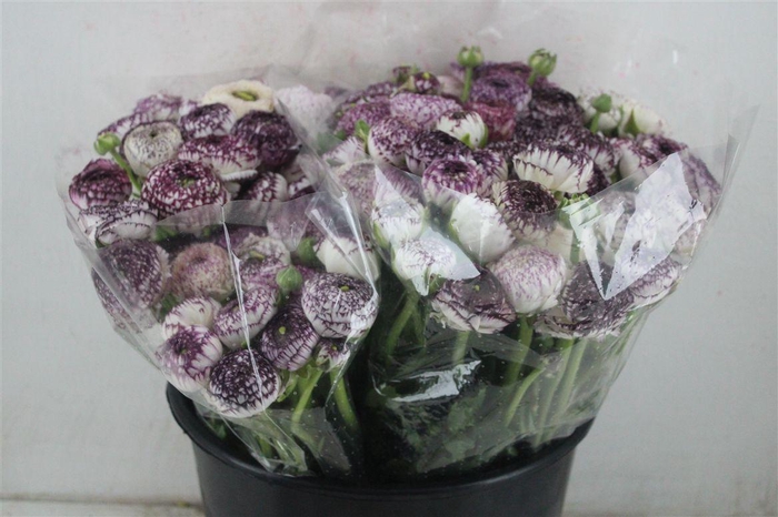 <h4>Ran Elegance Cappucino</h4>