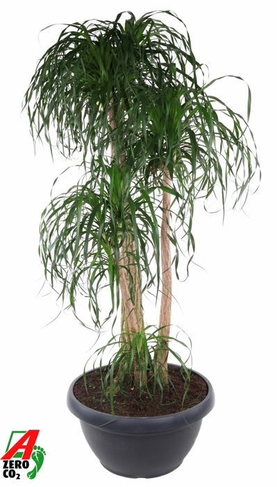 Beaucarnea Recurvata Vertakt