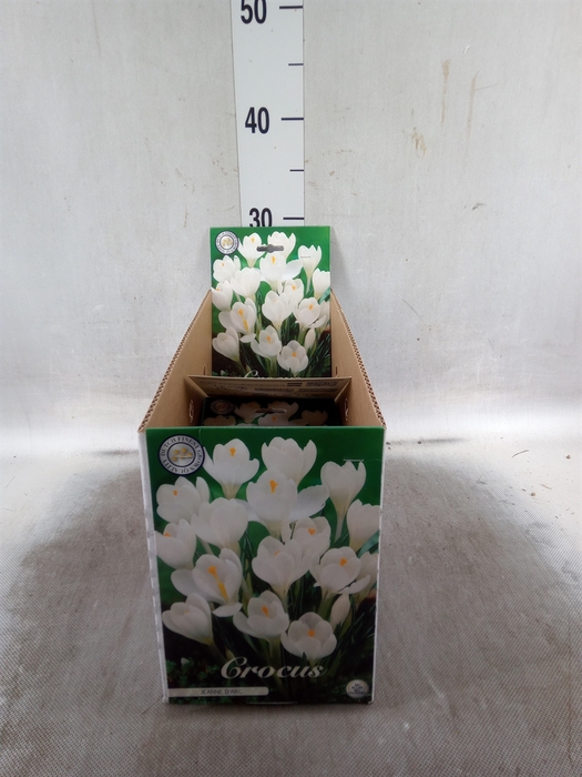 <h4>Crocus   ...flowerbulbs</h4>