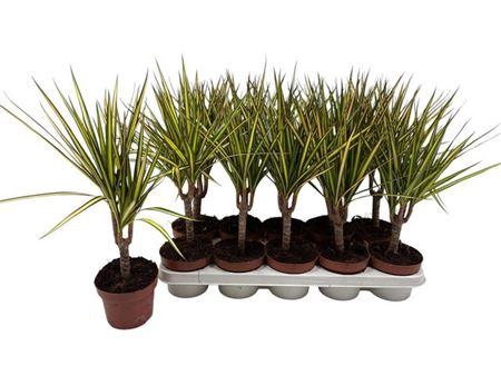 <h4>Dra Marg Sunray</h4>