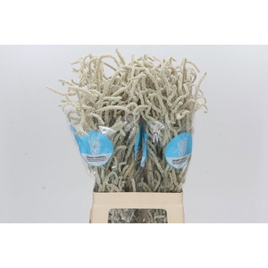 AMAR YEARMING DESERT