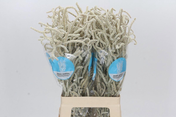 <h4>AMAR YEARMING DESERT</h4>