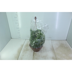 AESCHYNANTHUS RASTA C21