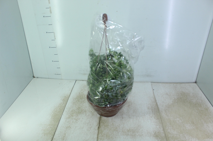 <h4>AESCHYNANTHUS RASTA C21</h4>
