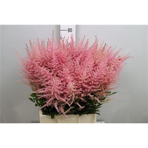 Astilbe arendsii 'Erika'