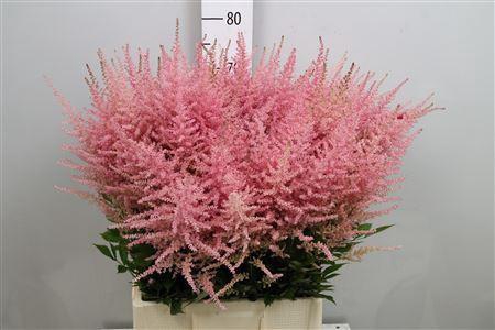 <h4>Astilbe arendsii 'Erika'</h4>
