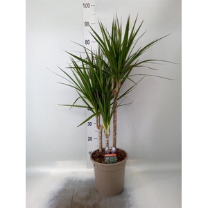 Dracaena marg.