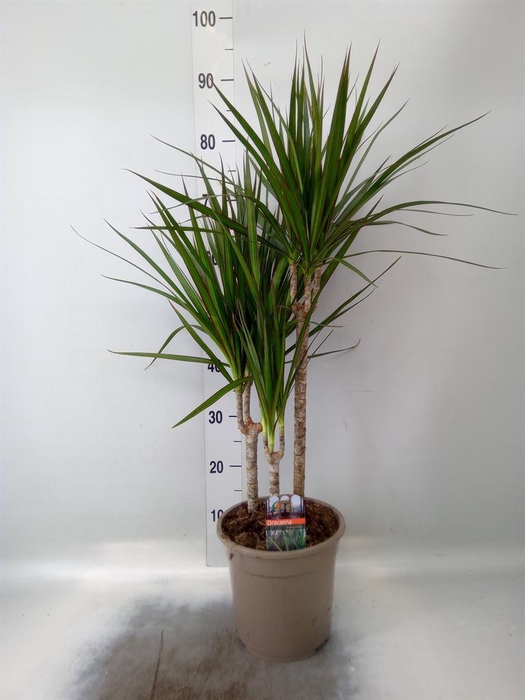 <h4>Dracaena marg.</h4>