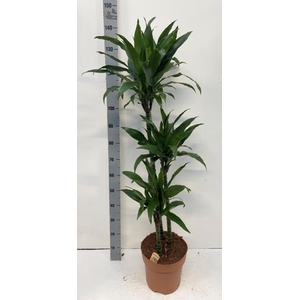 Dracaena Janet Craig 27Ø 140cm 3pp