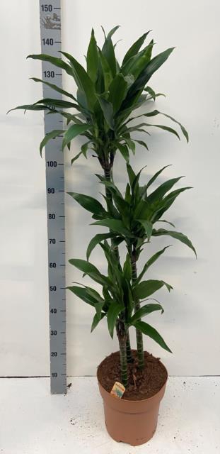 Dracaena Janet Craig 27Ø 140cm 3pp