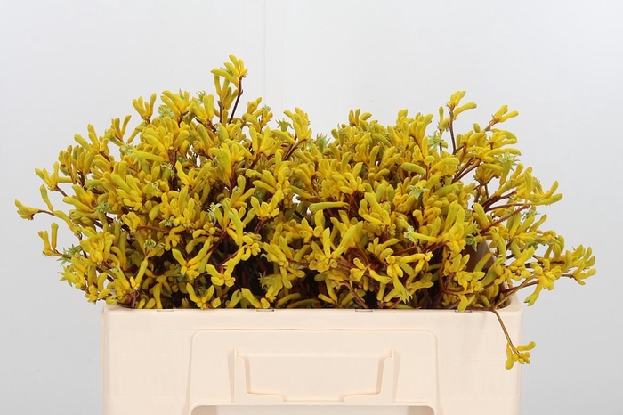 <h4>Anigozanthos Yellow Gem</h4>