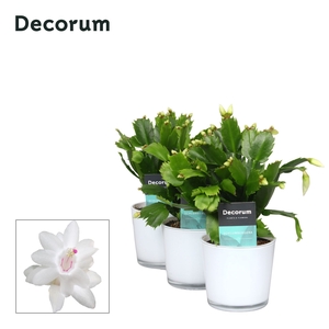 Schlumbergera - 9 cm - Glaspot Nashville white - Decorum