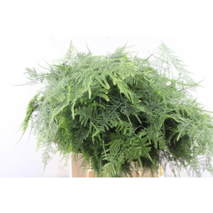 Asparagus  1ste Veren L 45