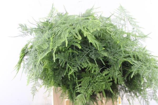 <h4>Asparagus  1ste Veren L 45</h4>