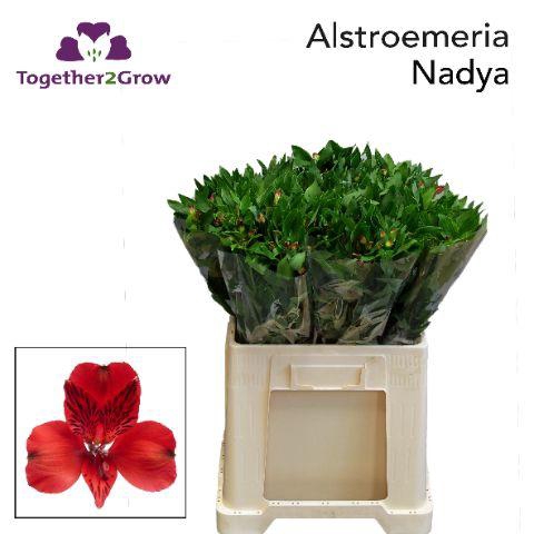 <h4>ALSTR NADYA</h4>