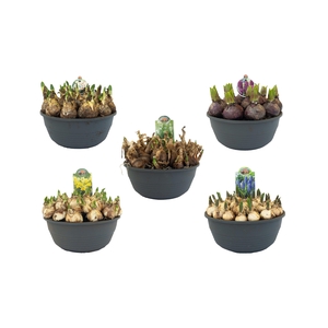 Bollenmix 23cm schaal, mix per laag