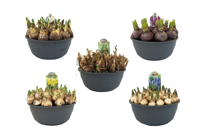 <h4>Bollenmix 23cm schaal, mix per laag</h4>