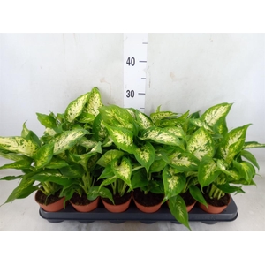 Dieffenbachia  'Compacta'