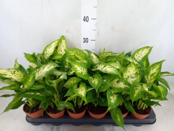 <h4>Dieffenbachia  'Compacta'</h4>