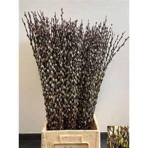 Salix Wilgenkatjes