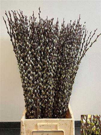 <h4>Salix Wilgenkatjes</h4>