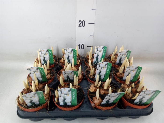 <h4>Crocus vernus 'Jeanne d'Arc'</h4>