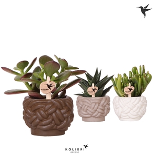 Kolibri Greens Succulenten mix in Rope pot mix