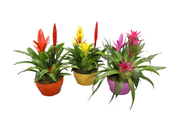 <h4>Bromelia Coupe Exotic 20CM Classic</h4>