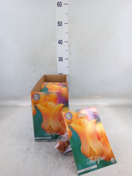 <h4>Tulipa   ...flowerbulbs</h4>