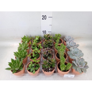 Succulents   ...mix 5