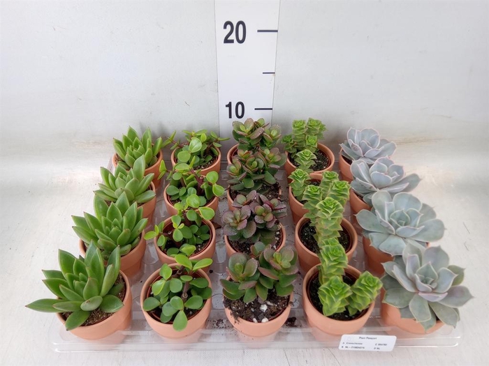 <h4>Succulents ...mix 5</h4>
