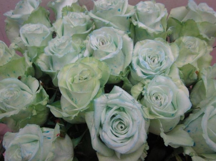 <h4>R Gr Dolomiti Sweet Blauw</h4>