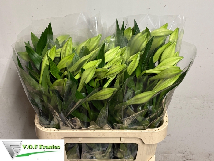 <h4>LI LF WHITE HEAVEN</h4>