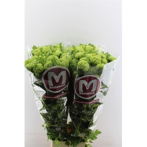 Viburnum Roseum 130cm 6 Tot 12 Bal