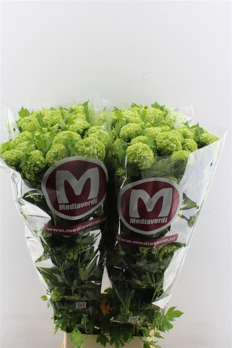 <h4>Viburnum Roseum 130cm 6 Tot 12 Bal</h4>