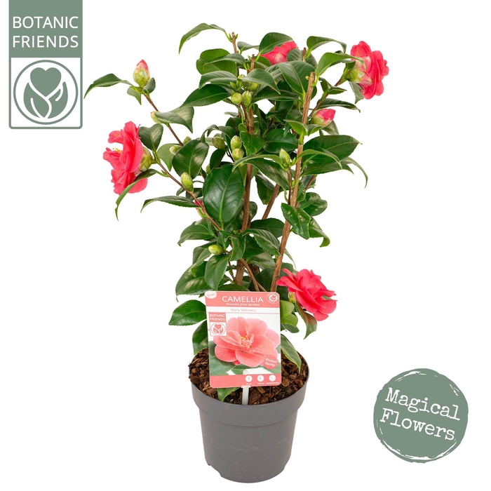 <h4>Camellia ret. 'Mary Williams' Premium</h4>