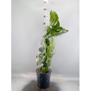 Monstera delic.
