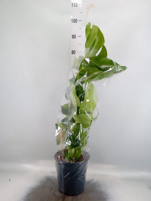 <h4>Monstera delic.</h4>