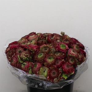 Ran Ponpon Sr Malva Lila Super