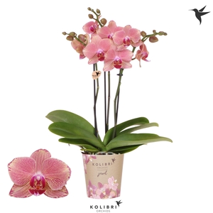 Kolibri Orchids Phalaenopsis Jewel Pirate Picotee 3 spike