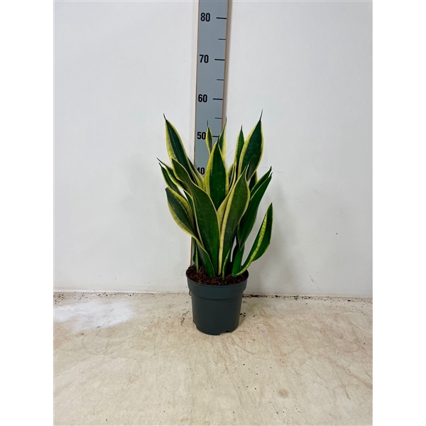 <h4>Sansevieria trifasciata 'Black Gold'</h4>