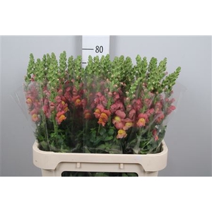 Antir Avignon D Oran